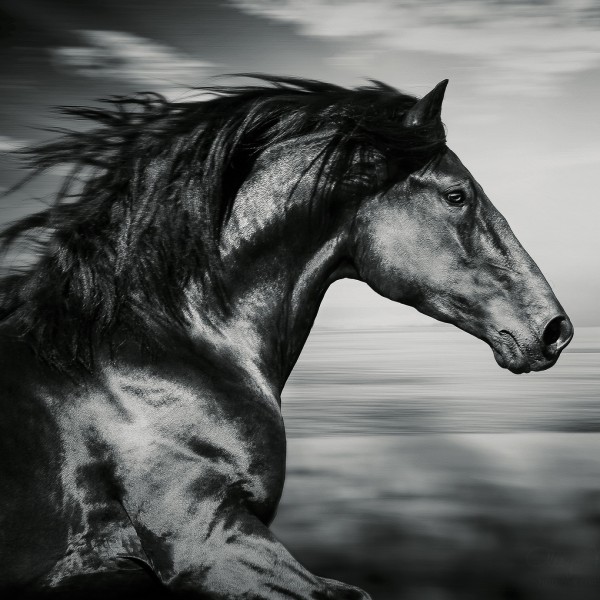 Spiegelprofi 80561007 Leinwandbild Leto X Leinwandbild "Sprintendes Pferd" 35 x 35cm Bild Kunstdruck