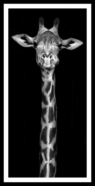 Spiegelprofi 73234101 Gerahmtes Bild KAMI Gerahmtes Bild "Geduldige Giraffe" 25 x 50cm, schwarz/weiß, Wandbild, Bild
