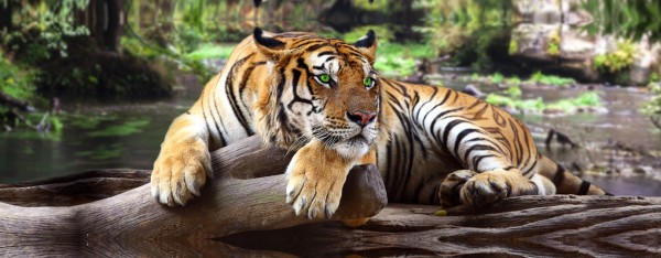 Spiegelprofi 80421015 Leinwandbild CLEO Leinwandbild "Tiger im Dschungel" 50 x 150cm Bild Kunstdruck Panorama